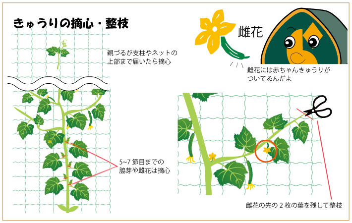 きゅうりの摘心・整枝