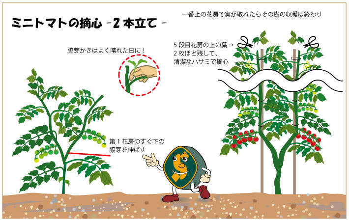ミニトマトの摘心