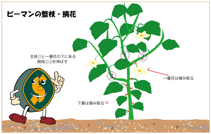 ピーマンの整枝・摘花