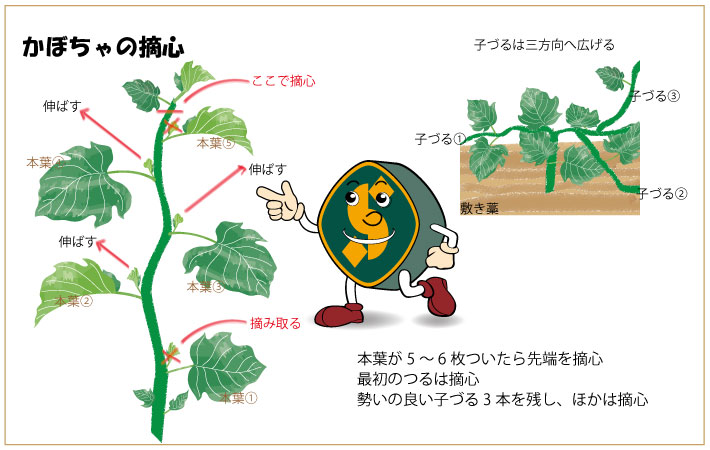 かぼちゃの摘心