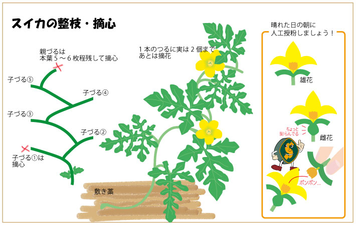 スイカの摘心