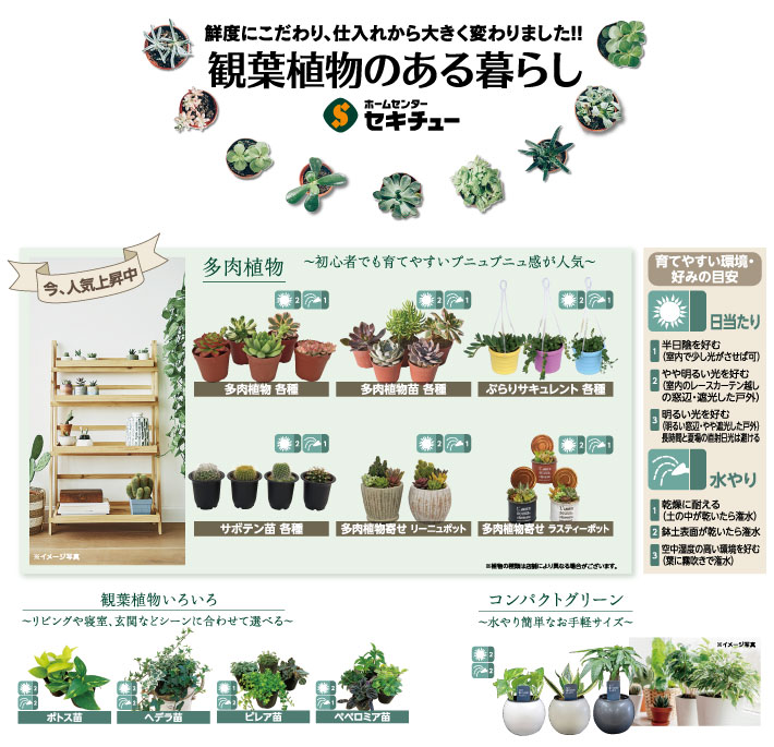 観葉植物のある暮らし画像