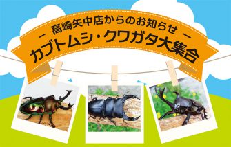 カブトムシ・クワガタ大集合！